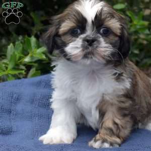 Blueberry, Shih Tzu Puppy